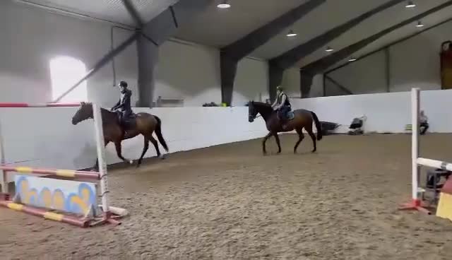 Hoppning hästar till salu: 7-årig SWB-valack - Video 2