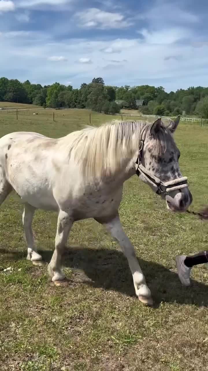 Allround hästar till salu: Sagoponny för dig som vill synas i mängden - Video 2