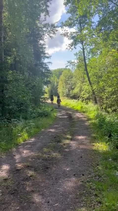Allround hästar till salu: Oslipad diamant! - Video 2