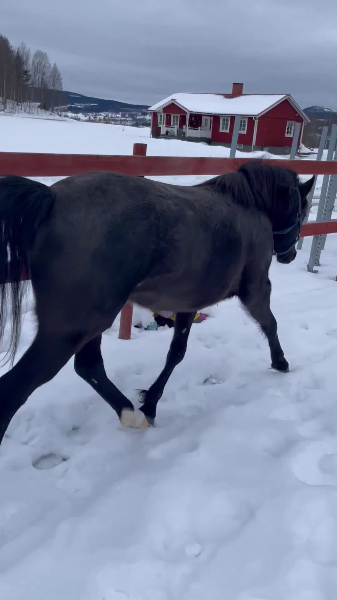 Allround hästar till salu: Supersnäll ungponny i Lysvik - Video 3