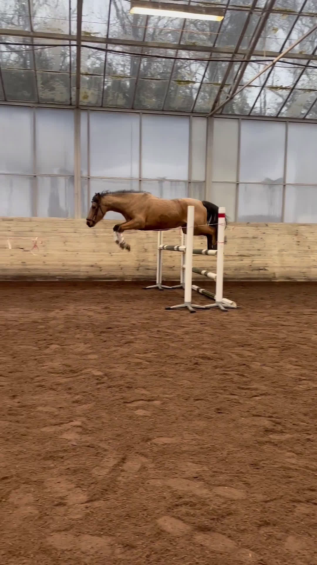 Allround hästar till salu: Sagolika allround ponnyn Saga! i Tungelsta - Video 1