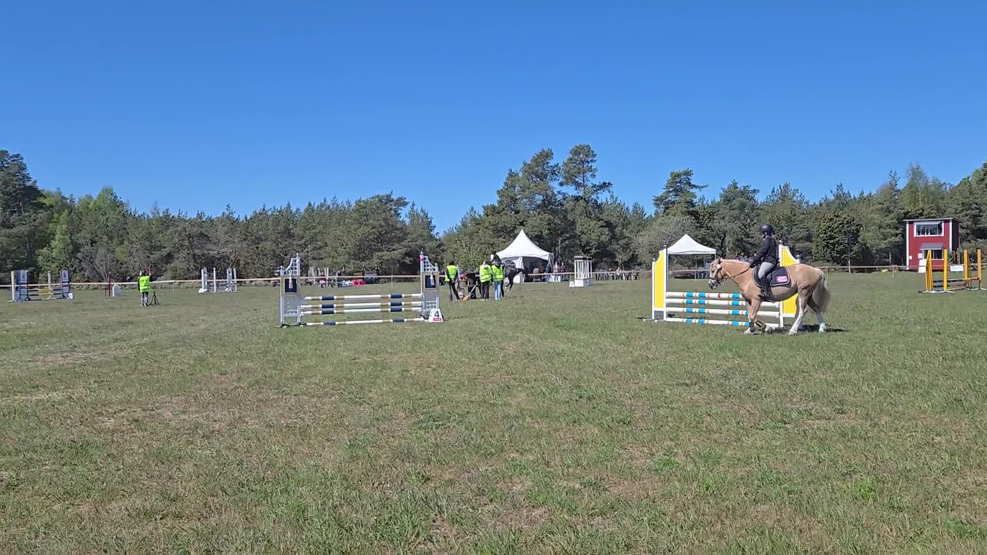 Allround hästar till salu: Sto med sammetblick - Video 4