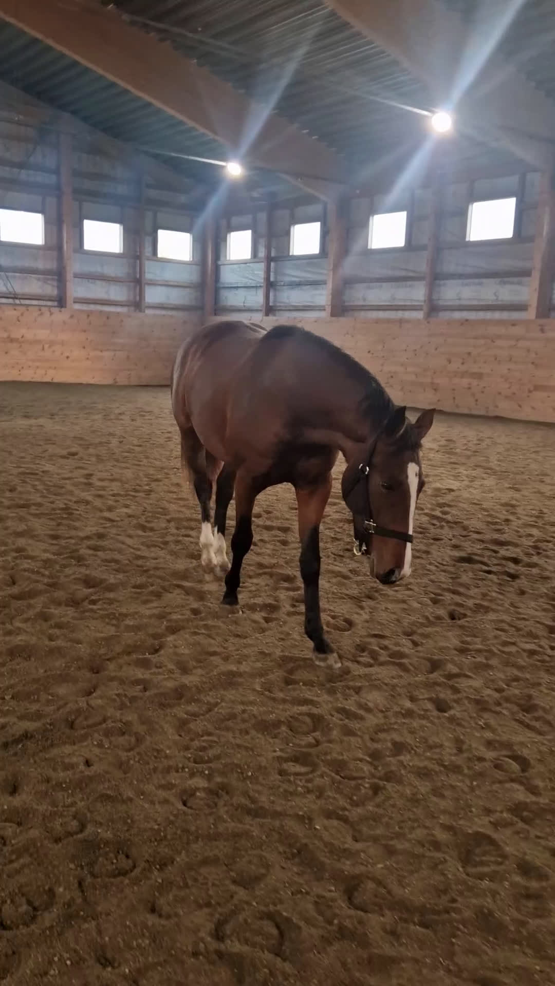 Dressyr hästar till salu: WGF Chelsea  - Video 2