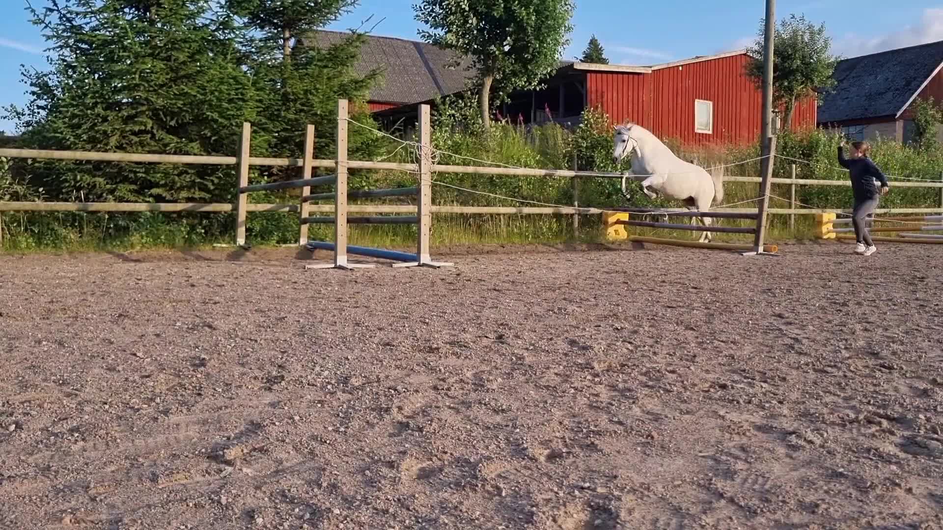 Allround hästar till salu: Fin ponny med hopptalang  - Video 5