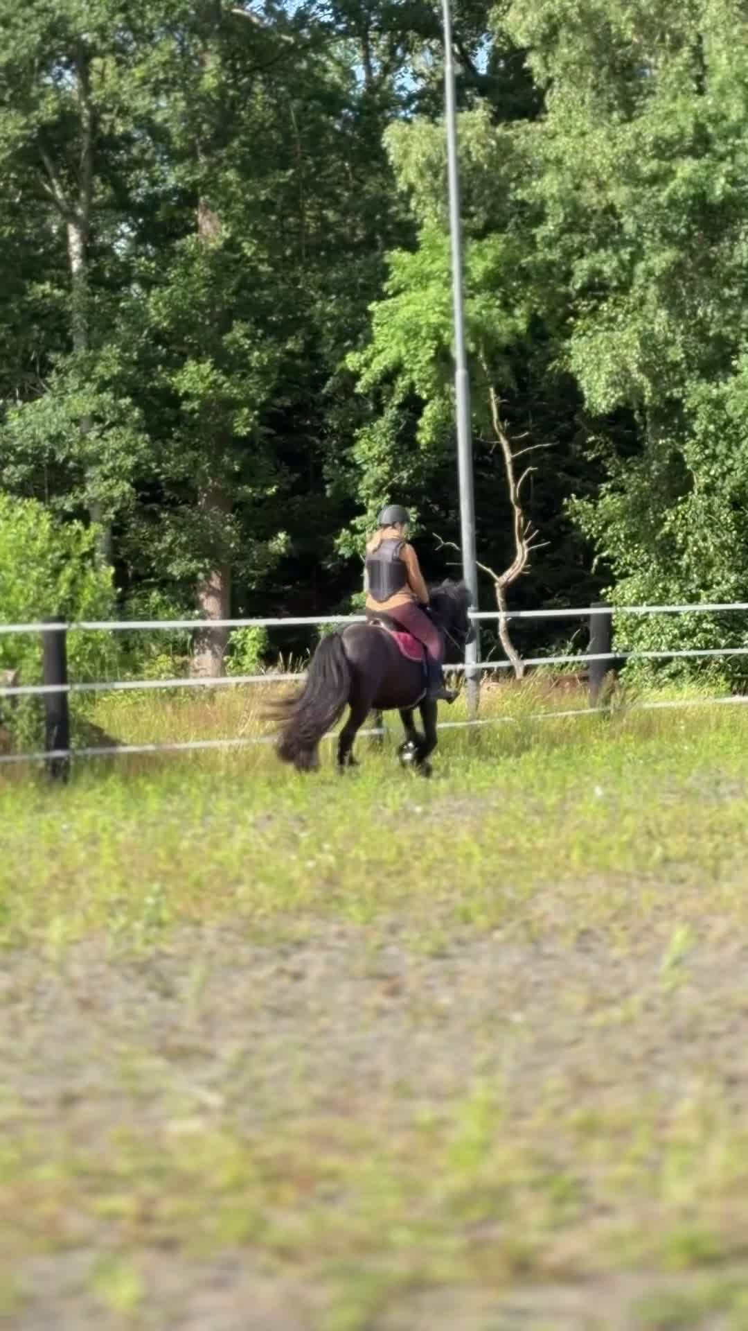 Övrigt hästar till salu: Bas söker sin alldeles egen människa ❤️ - Video 1