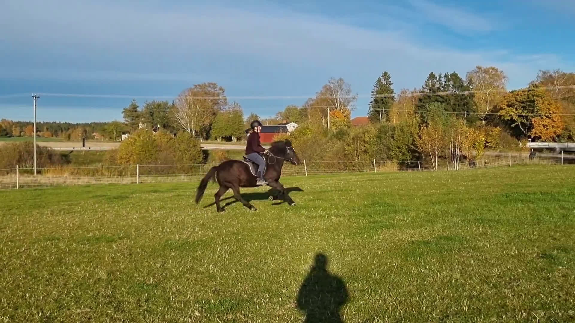 Island hästar till salu: Ny bästa vän i Bettna - Video 1