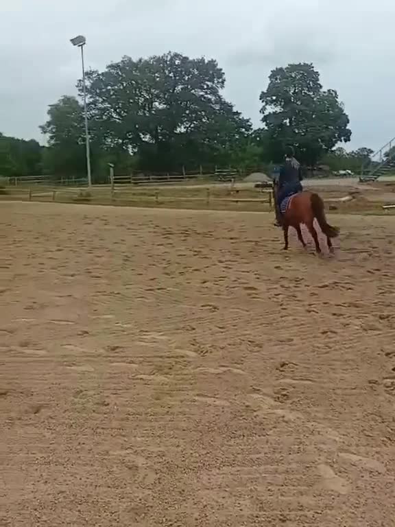 Allround hästar till salu: Ponny för hoppning eller terräng - Video 4