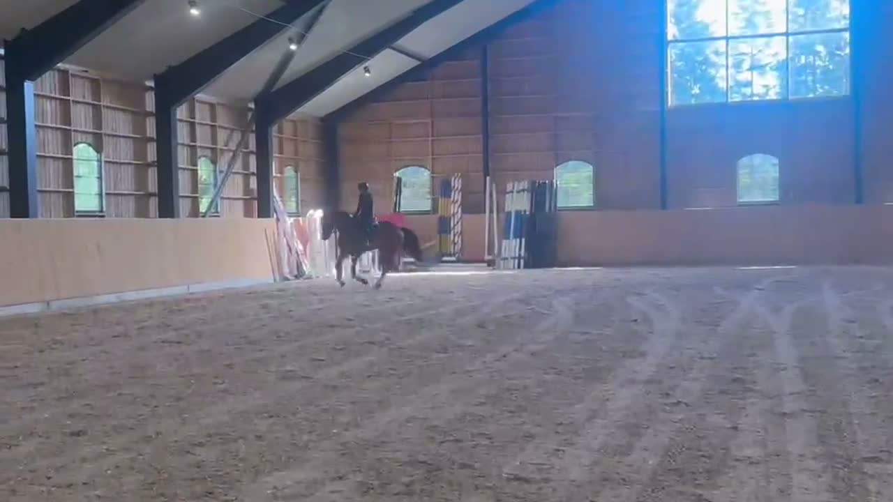 Allround hästar till salu: Härlig valack för framtiden!  - Video 1