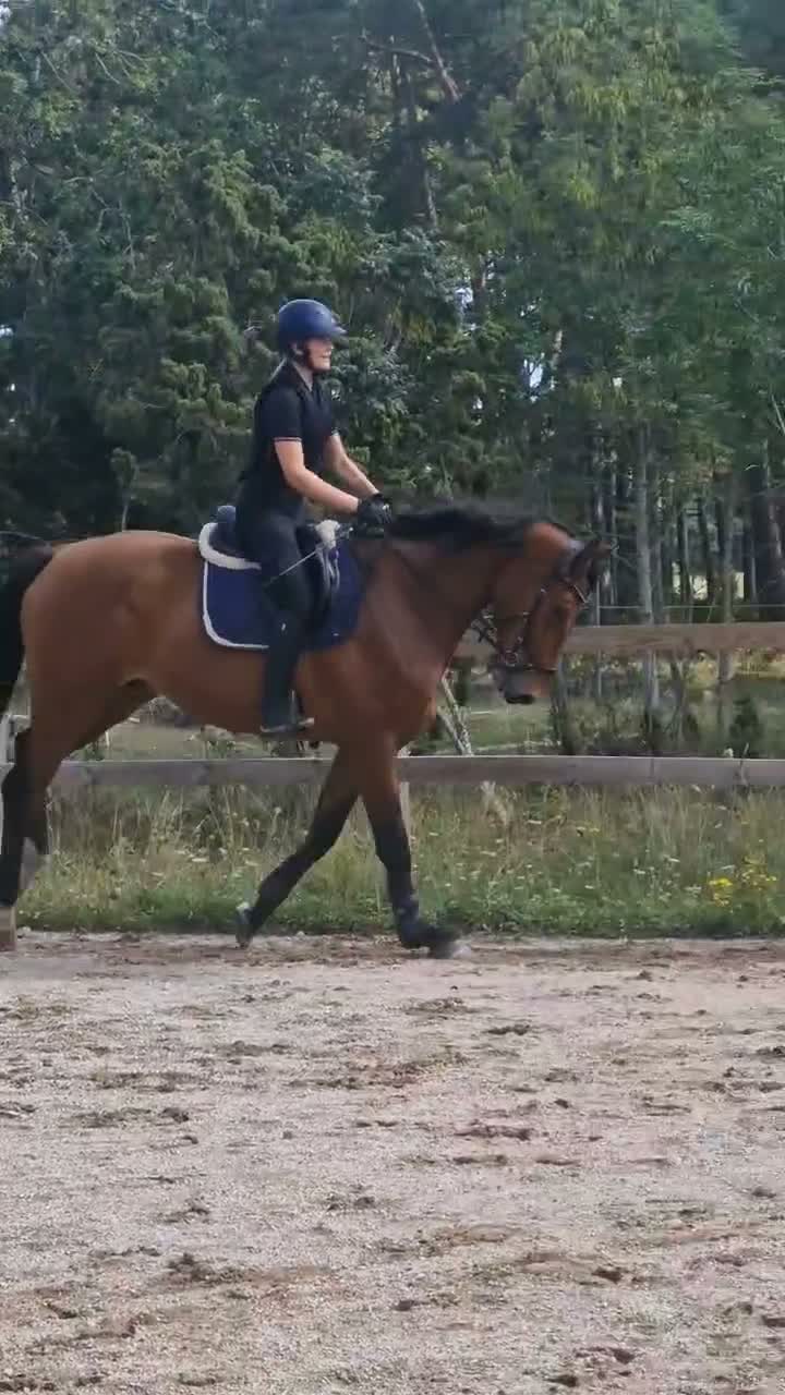 Allround hästar till salu:  Lovande 4-årig SWB-valack med fin ridbarhet - Video 2