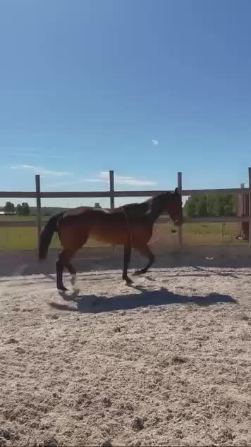 Trav hästar till salu: Talangfull valack men svår - Video 2