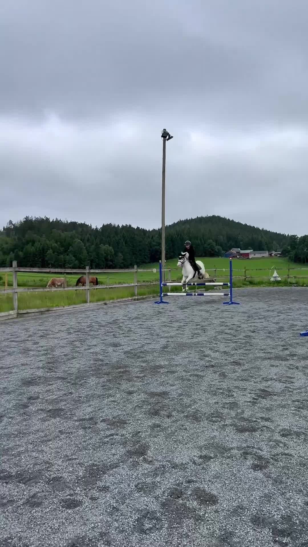 Hoppning hästar till salu: Breeze söker sitt nya hem - Video 5