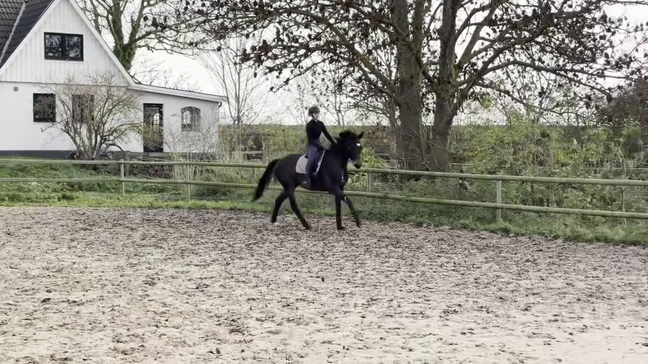 Dressyr hästar till salu: Vackert dressyr sto med toppstam i Fjälkinge - Video 2