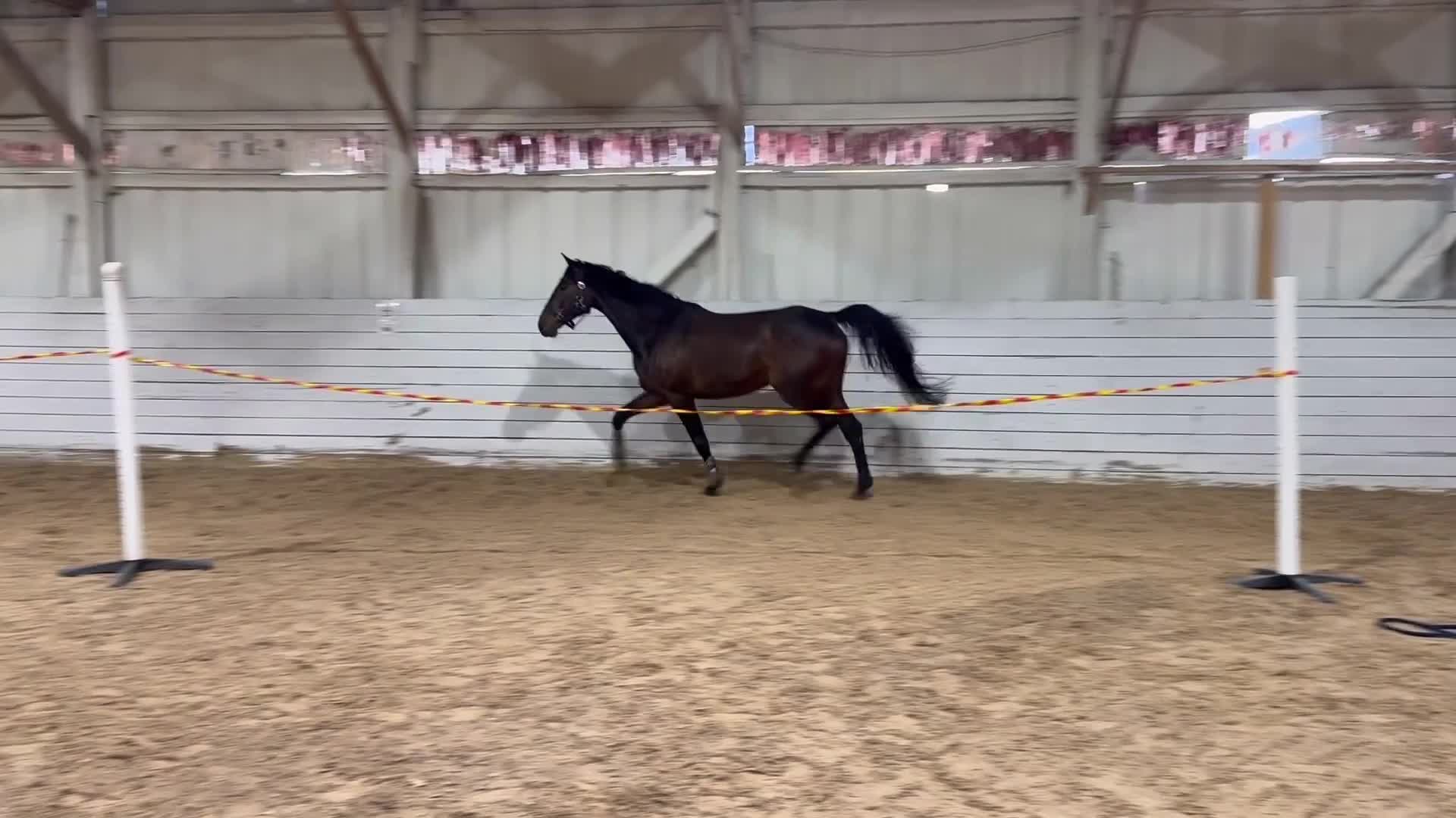 Hoppning hästar till salu: Trevligt sto - Video 1
