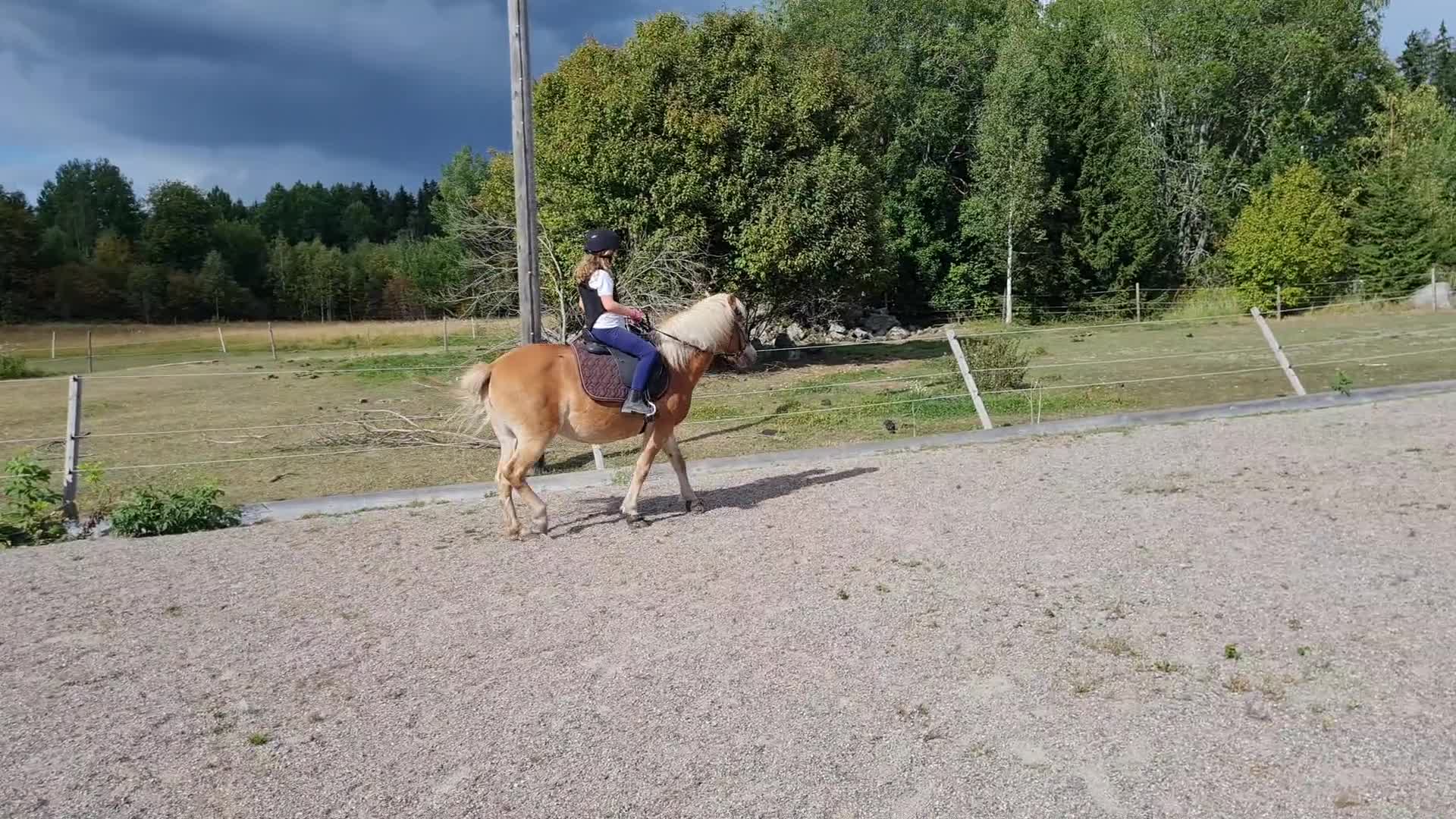 Allround hästar till salu: Jättetrevligt russ sto - Video 1