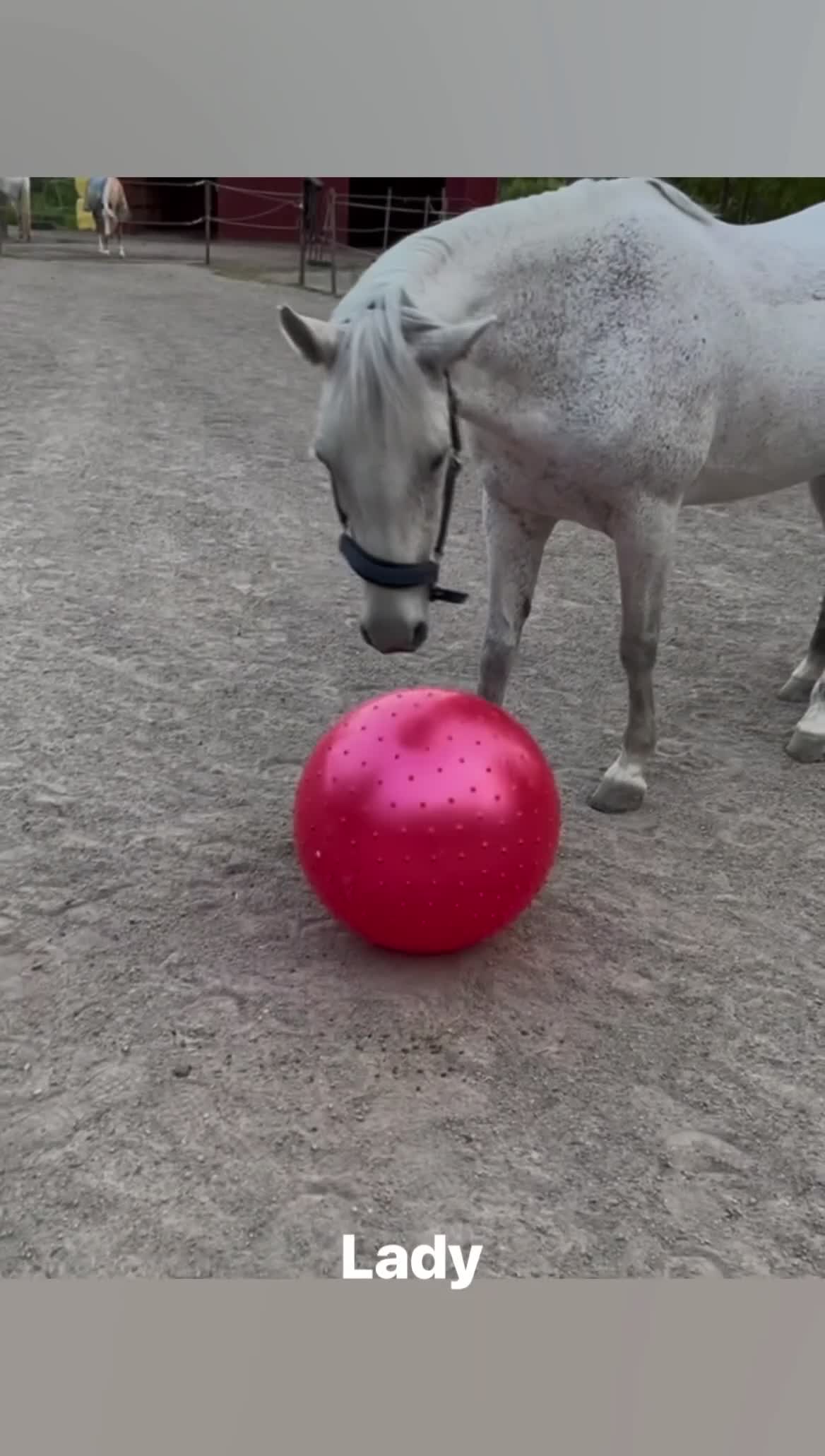 Hoppning hästar till salu: Hoppglad och genomsnäll D-ponny i Grödinge - Video 4