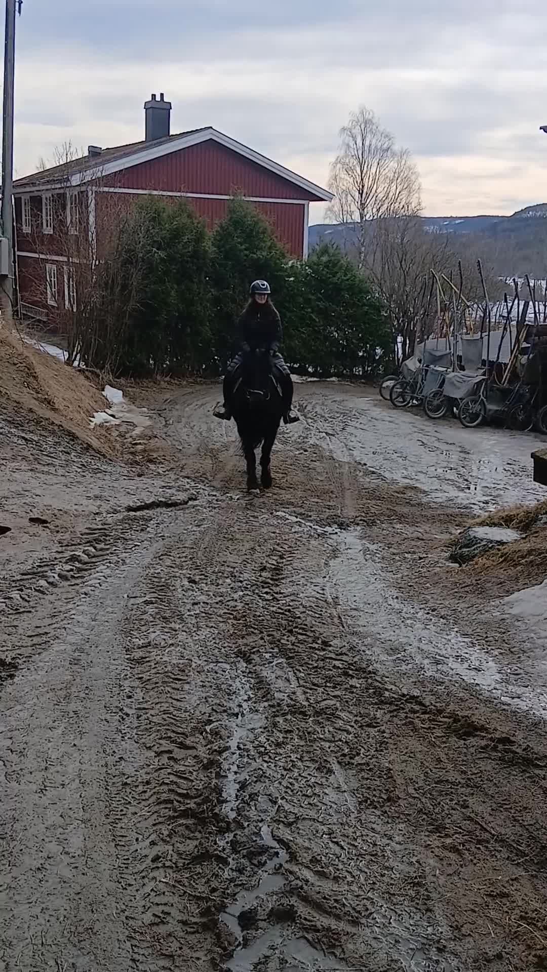 Allround hästar till salu: Kallblodssto - Video 1