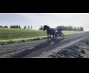 Trav hästar till salu: Spesiell 2 Års Hingst i Husøysund - Video 1