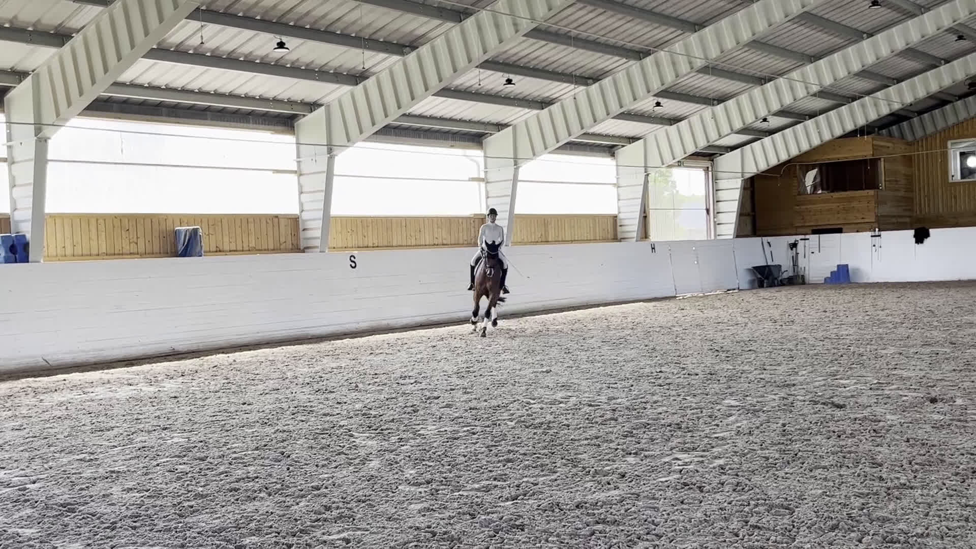 Dressyr hästar till salu: Dressyrhäst med utstrålning  i Linköping - Video 1