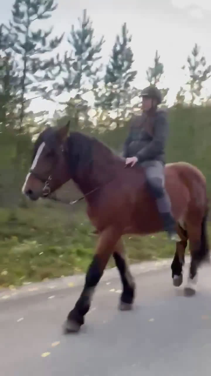 Allround hästar till salu: Norskt kallblod i Spånga - Video 1