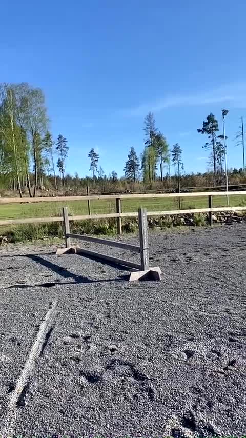 Island hästar till salu: Värdens finaste häst❤️ i Oskarshamn - Video 3