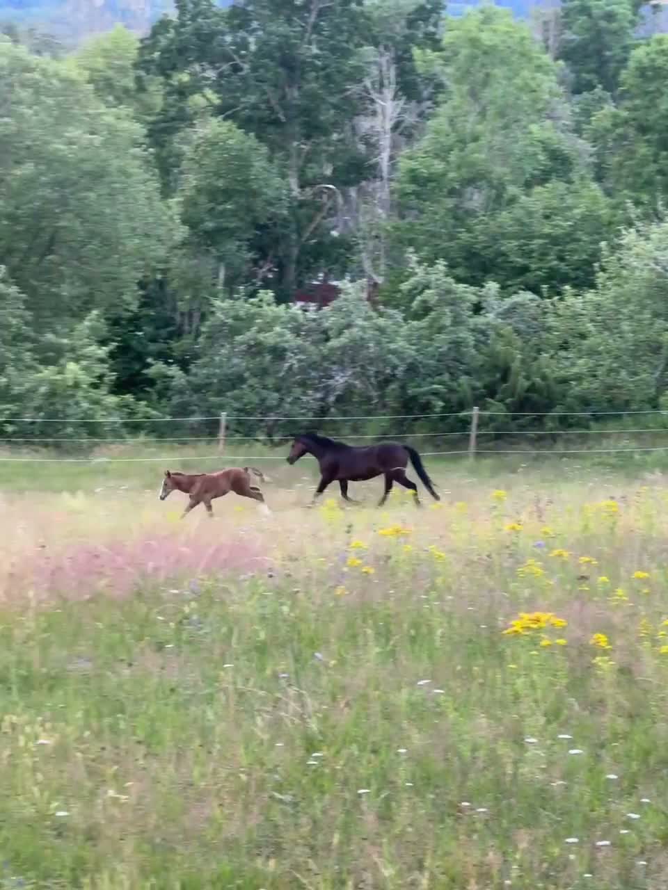 Hoppning hästar till salu: Vill du forma din framtida sportponny?  - Video 4