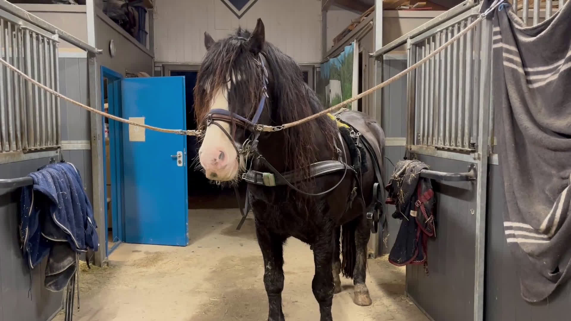 Akademiskt hästar till salu: Snyggaste skogsmullen i Västerås - Video 1