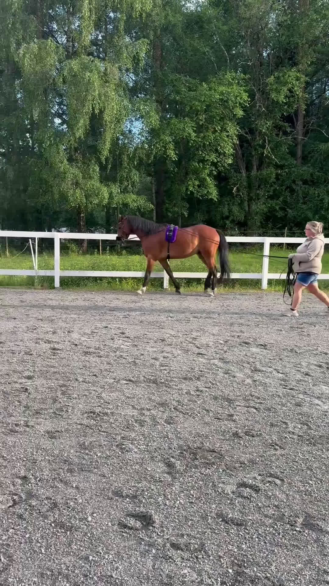 Allround hästar till salu: Intressekoll i Grästorp - Video 2