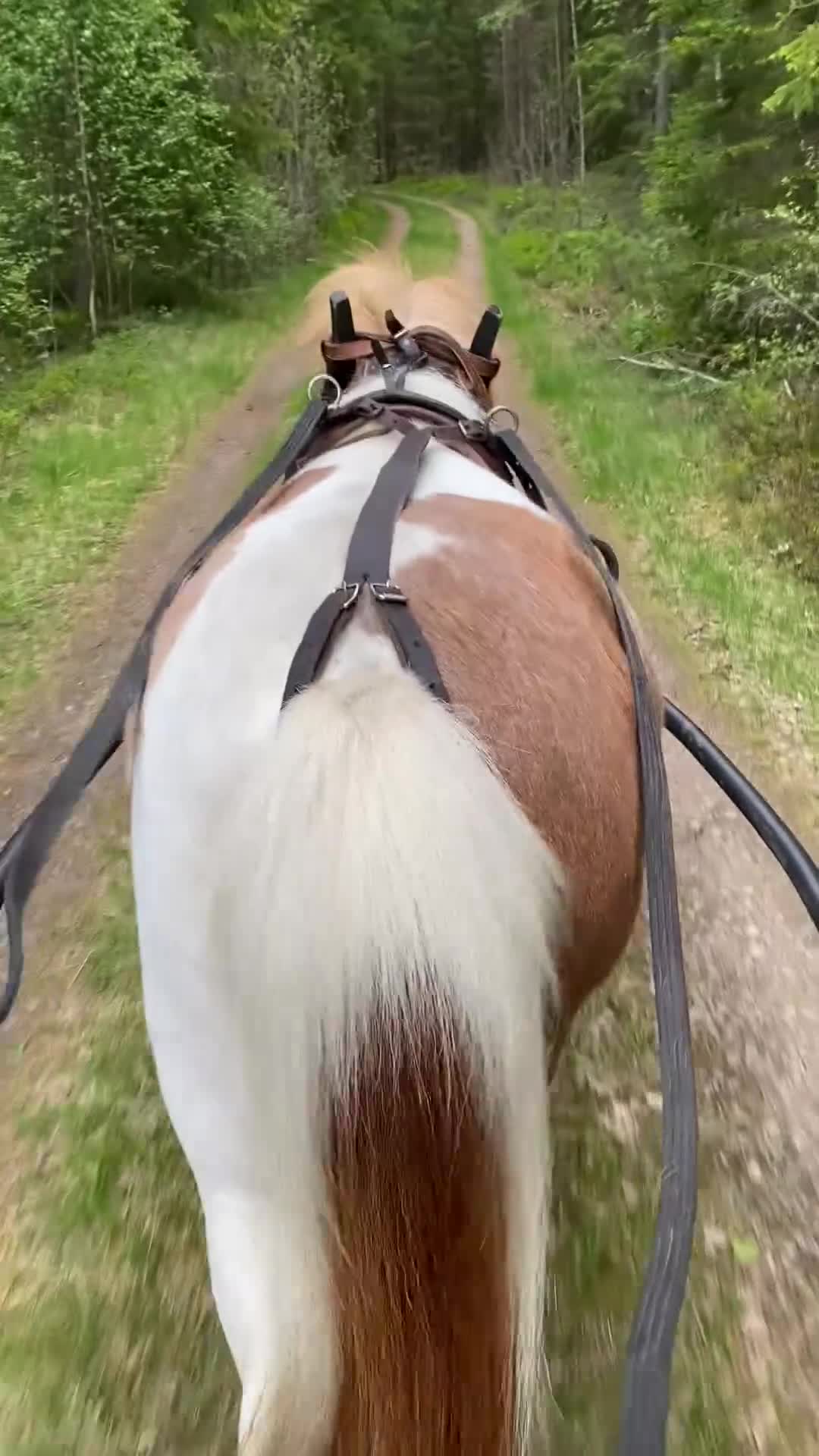 Allround hästar till salu: Super Bosse är till salu  - Video 1