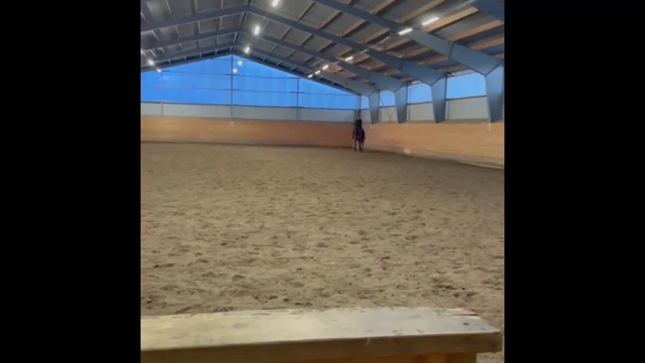 Allround hästar till salu: Fin valack  - Video 3