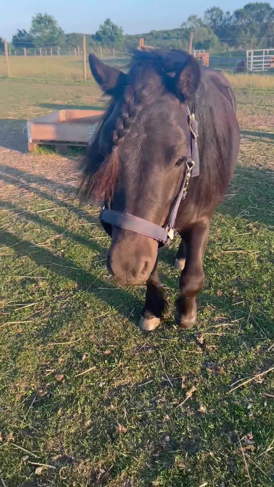 Övrigt hästar till salu: Glad och social skettis letar nytt hem  - Video 1