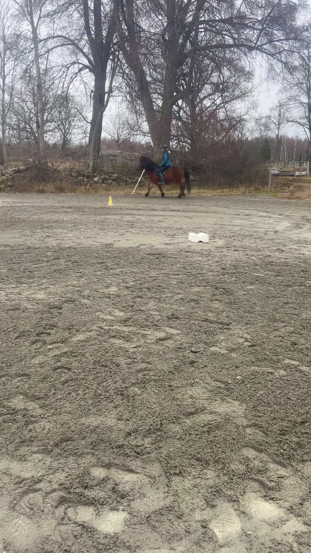 Island hästar till salu: Lätttöltat sto  i Torsås - Video 2