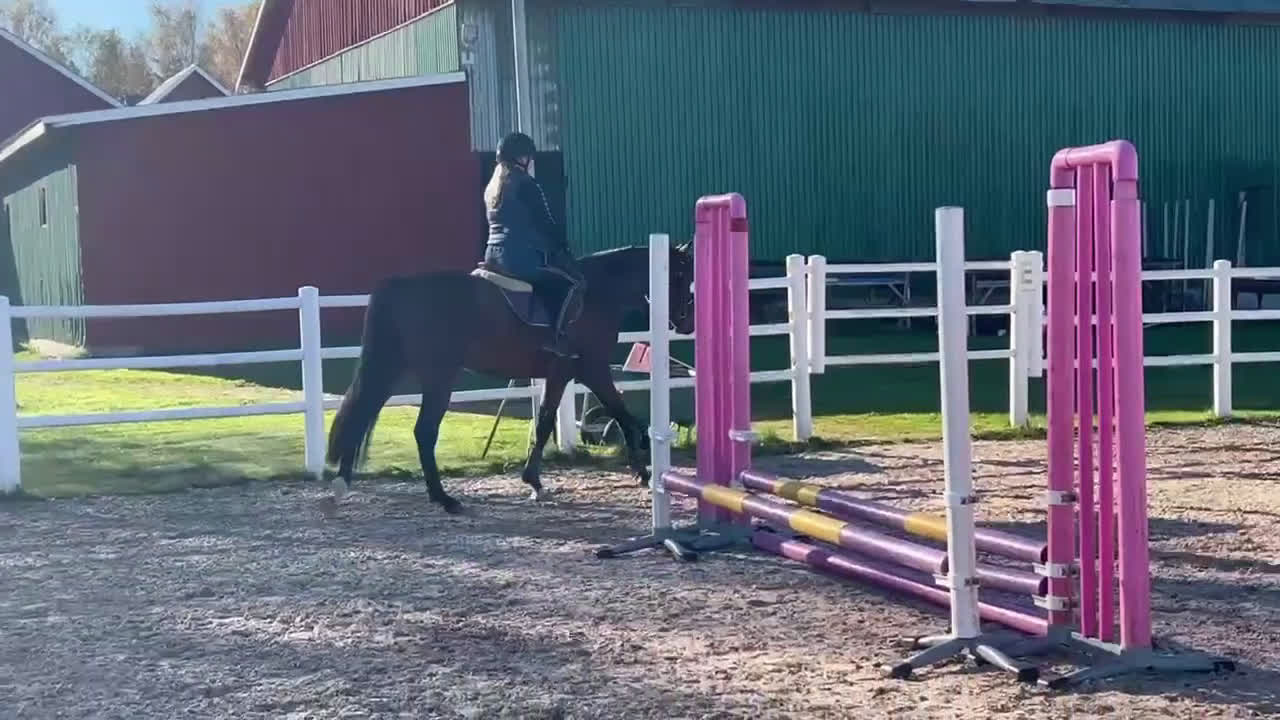 Hoppning hästar till salu: Diplomsto för toppsporten, besiktad+röntgad. i Tollarp - Video 2