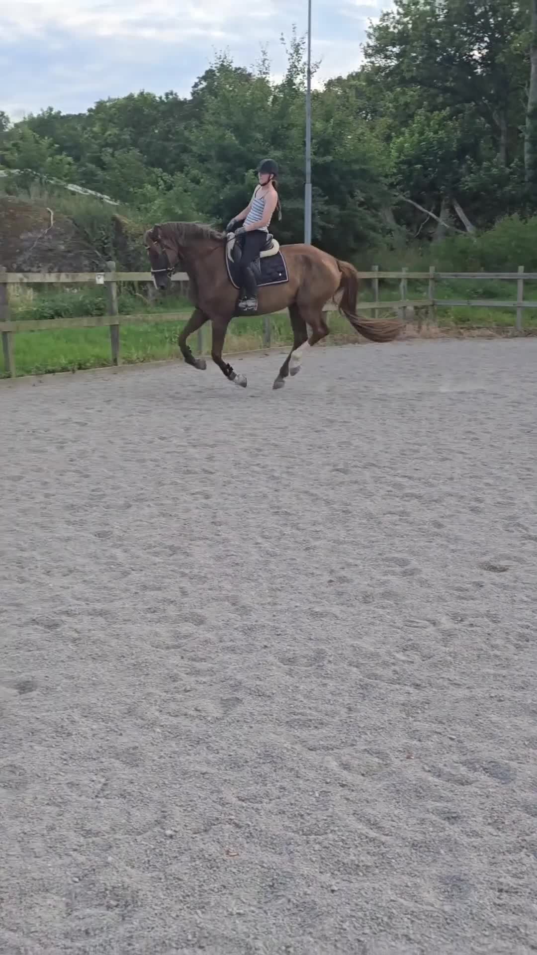 Dressyr hästar till salu: Dressyr häst med kapacitet! - Video 2