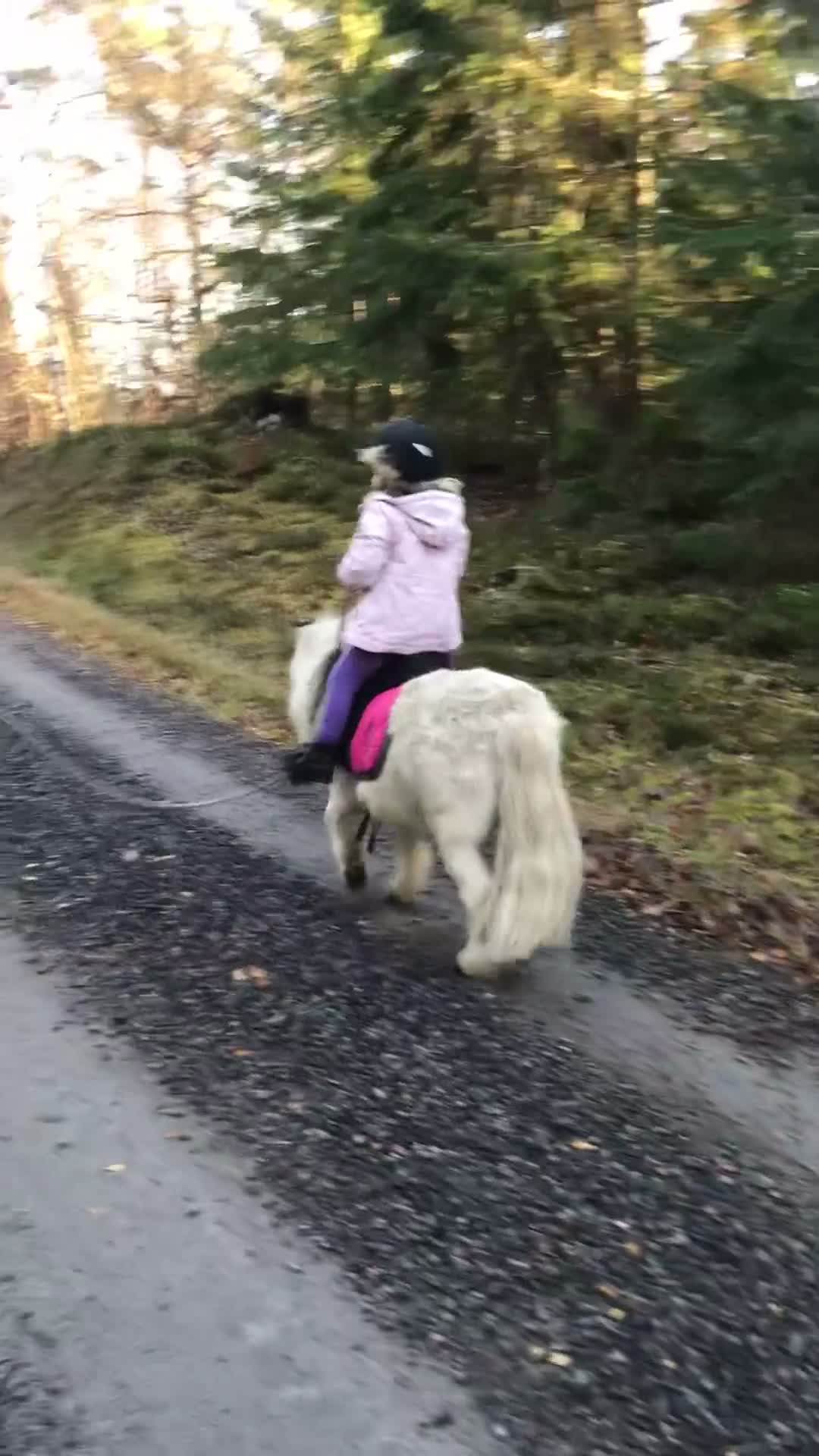  medryttarhäst finnes: Snäll mini shettis söker medryttare  - Video 2