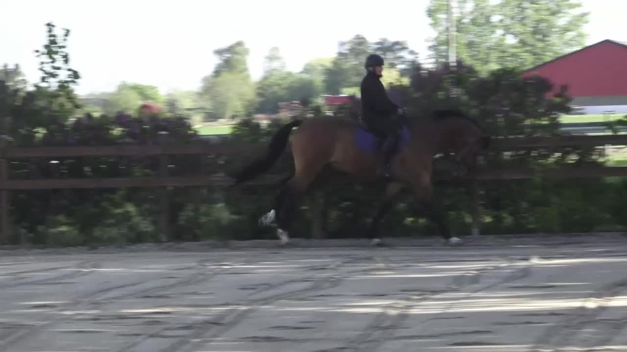 Dressyr hästar till salu: Blivande dressyrhäst - Video 4