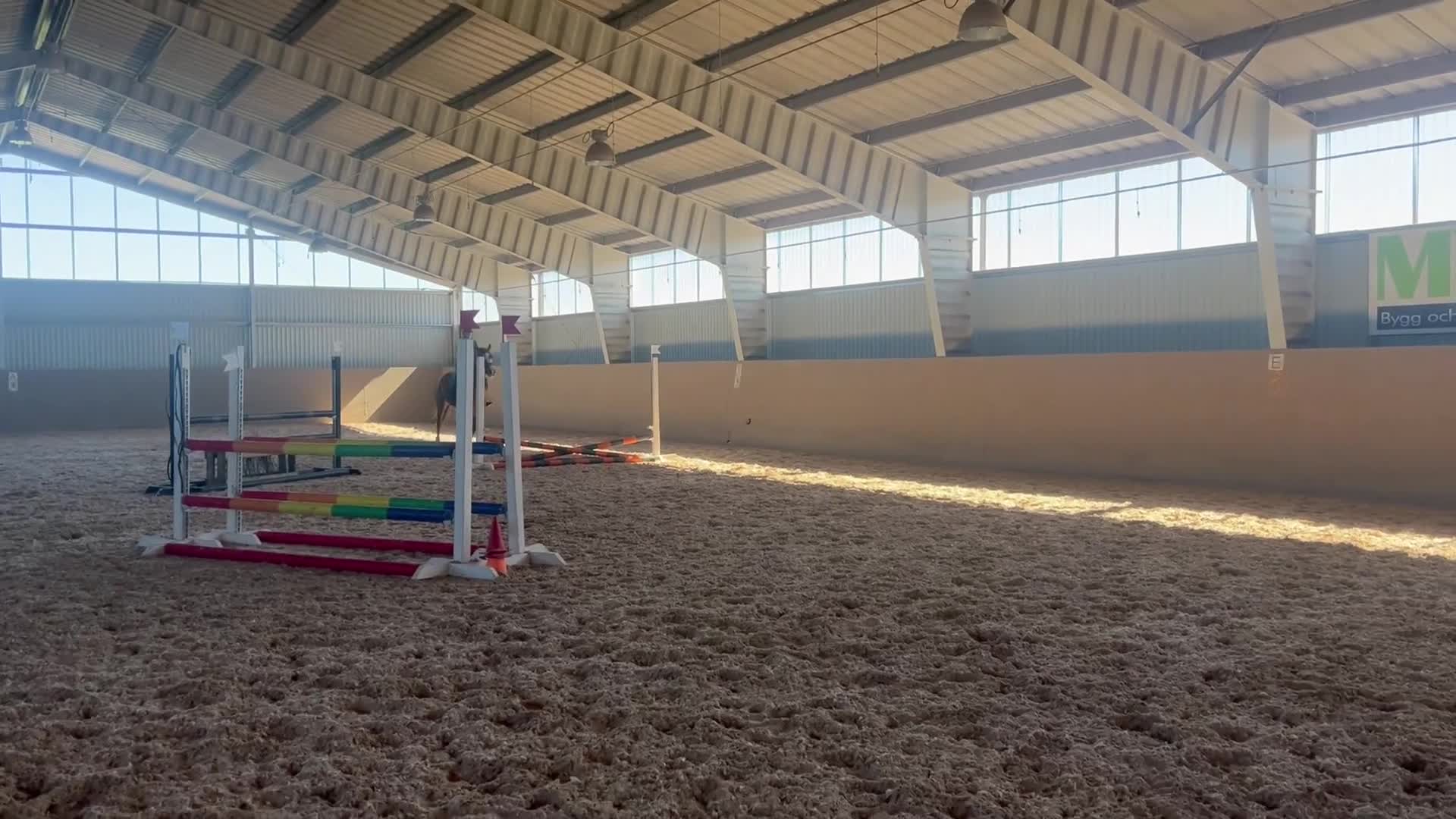 Hoppning hästar till salu: Sto med potential - Video 4