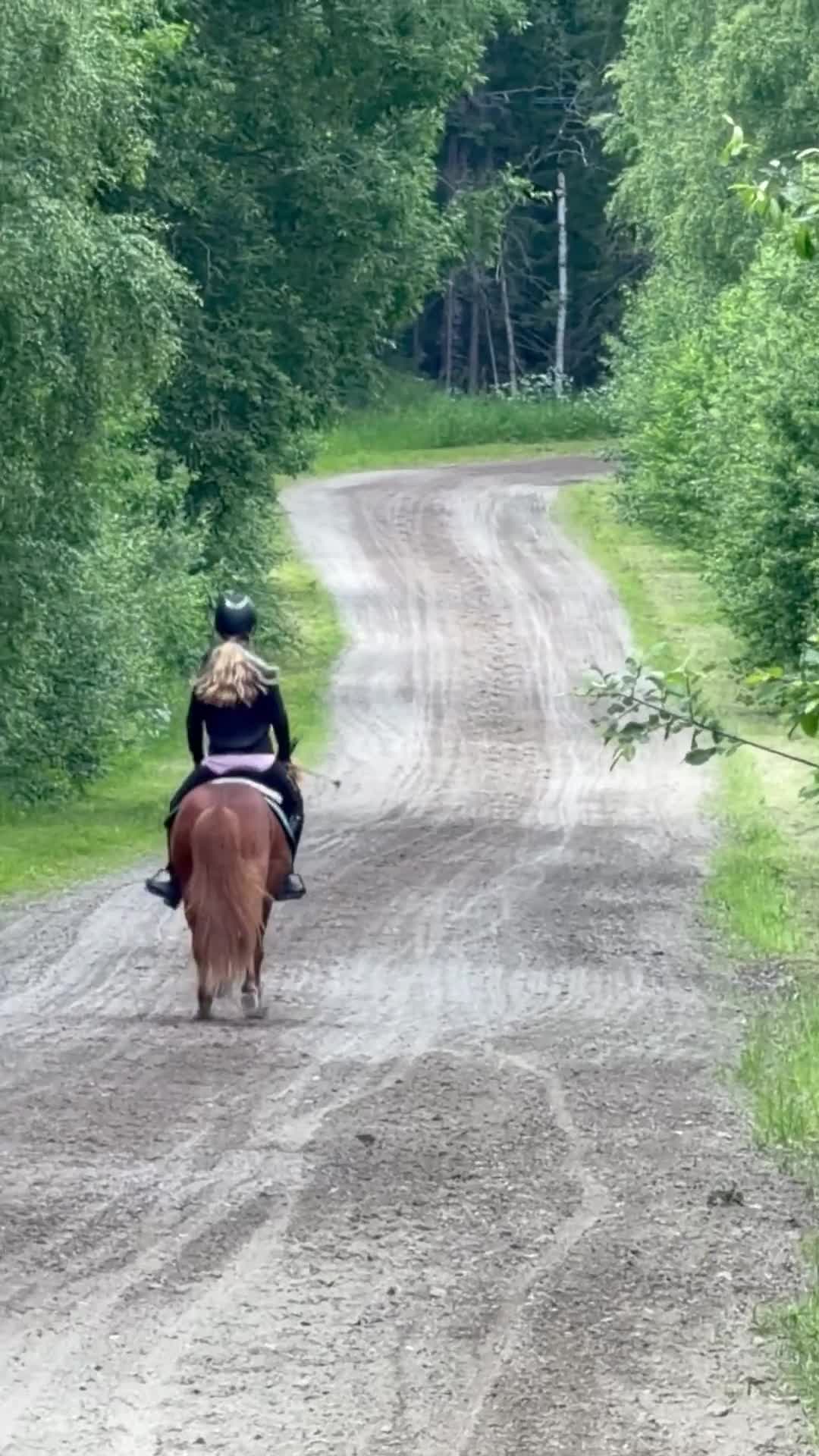 Allround hästar till salu: Läromästare söker ny ryttare/ kusk - Video 2