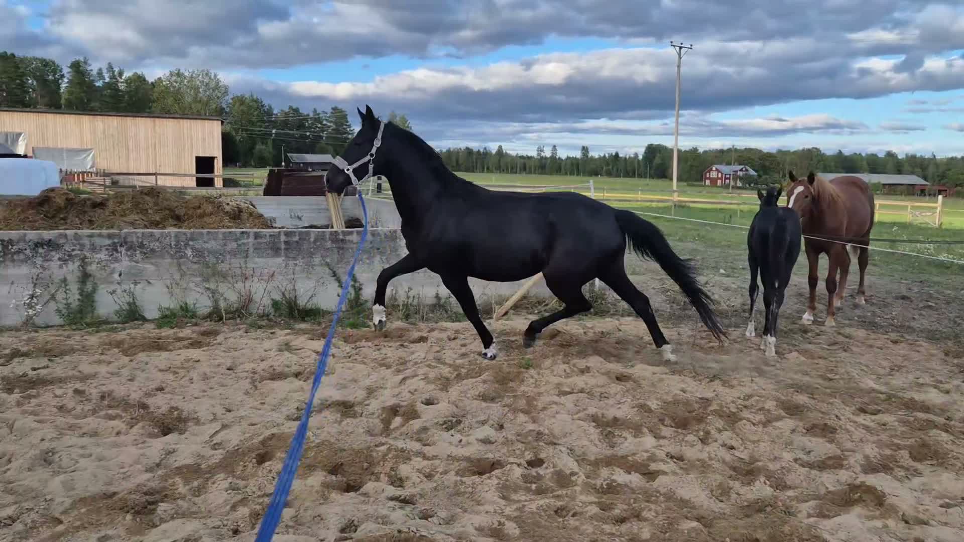 Allround hästar till salu: 🐎 Svart 5-årigt kvalitetssto med fint temperament - Video 2
