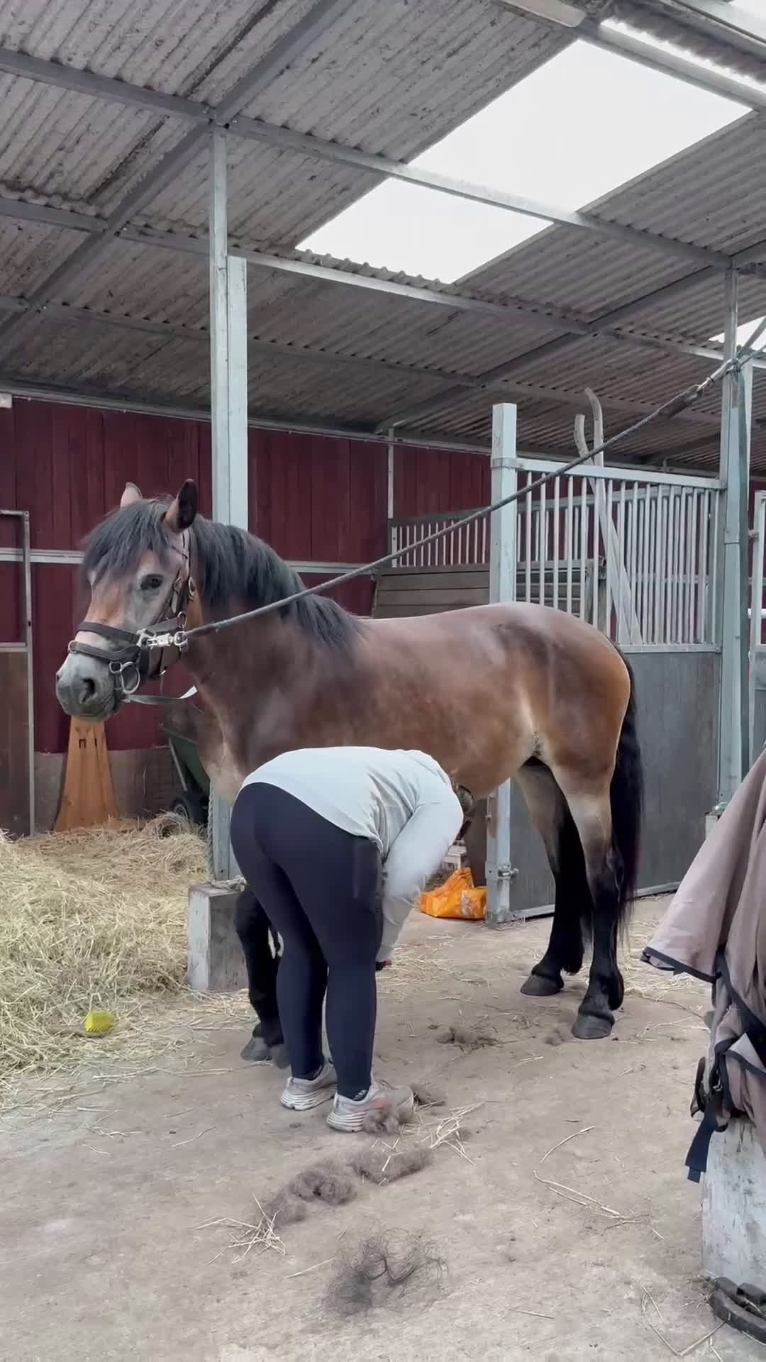 Allround hästar till salu: Lovande Nordsvenskt sto för ridning och sällskap i Broby - Video 4