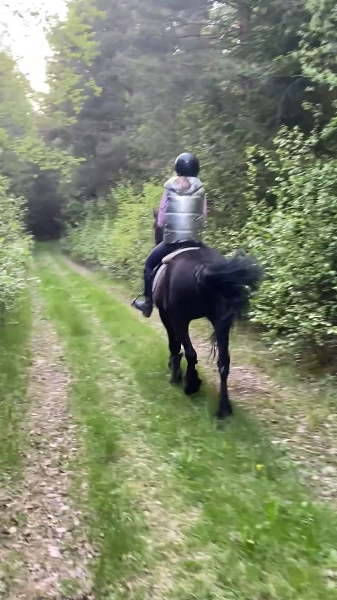 Allround hästar till salu: Härlig skogsmulle i Växjö - Video 3
