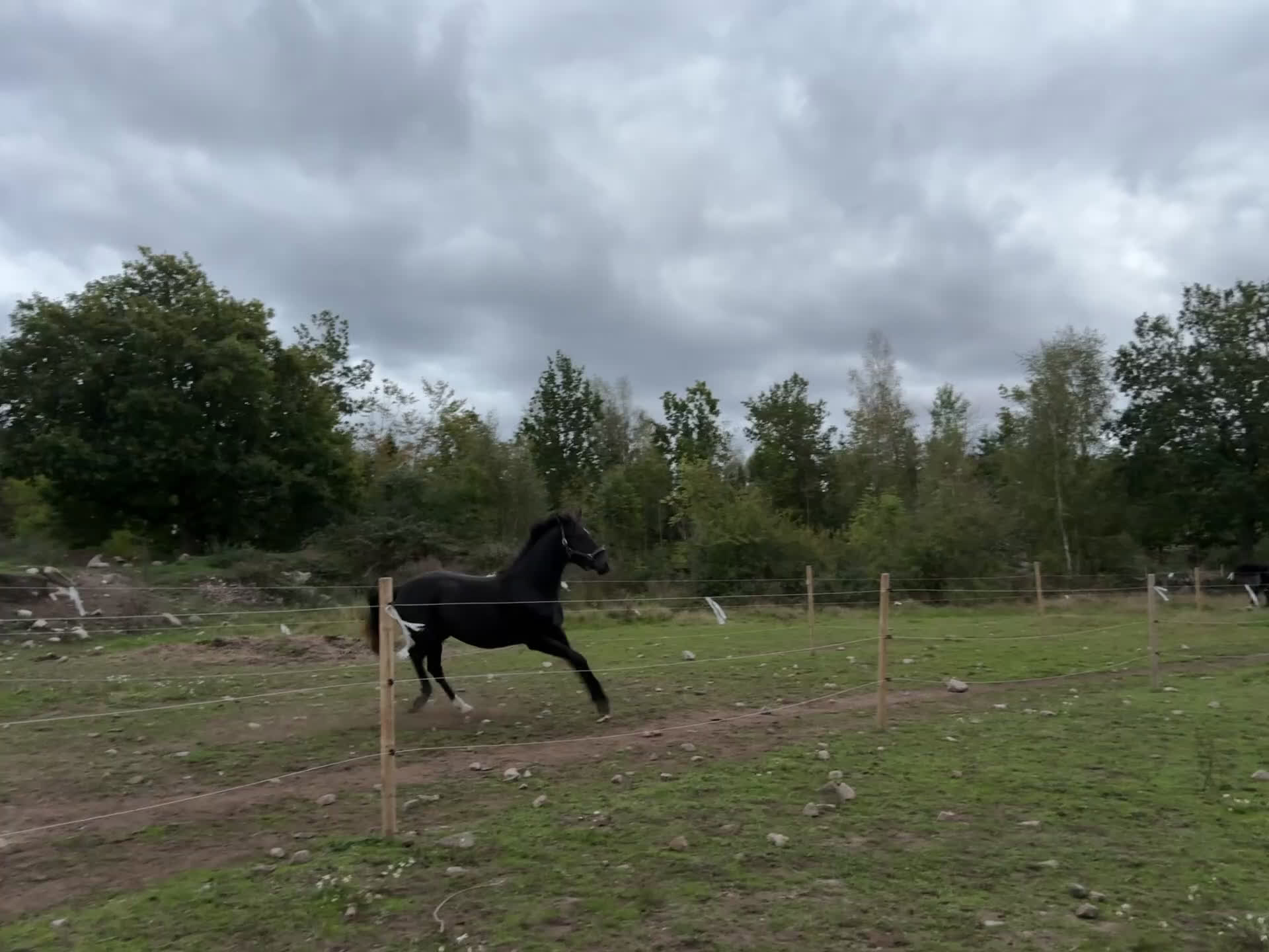 Dressyr hästar till salu: Snyggt, feminint sto e BH St Schufro  i Fågelmara - Video 3