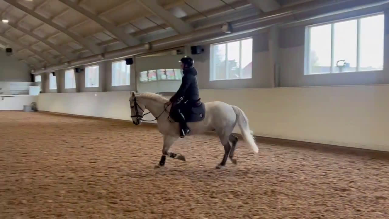 Allround hästar till salu: Perfekt allround ponny - Video 1