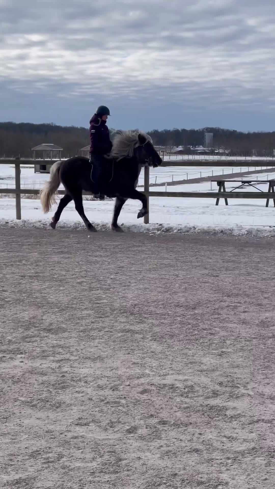 Island hästar till salu: Uttrycksfullt fyrgångssto ✨ i Halmstad - Video 4