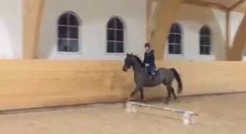 Allround hästar till salu: Lyxig hobbyhäst eller avel - Video 3