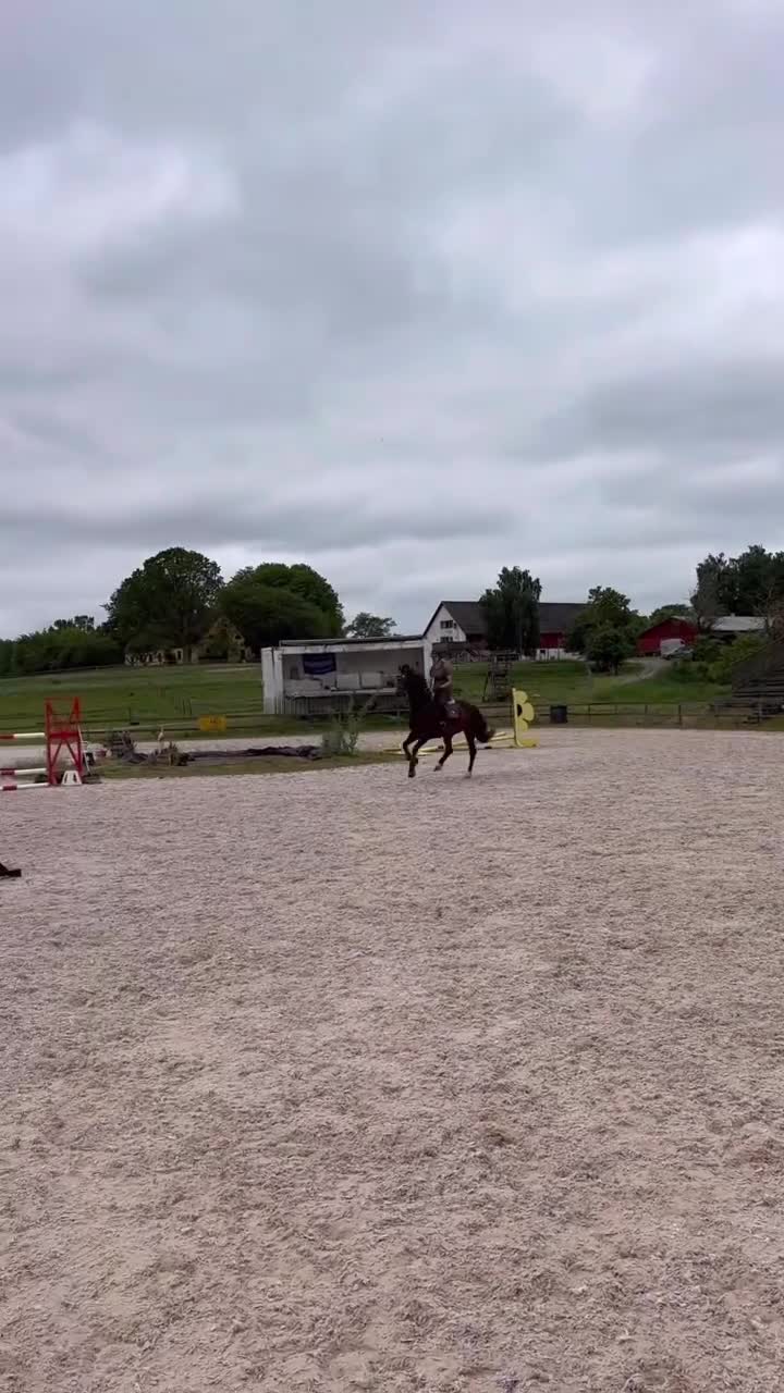 Hoppning hästar till salu: 140+ Scope och gentleman! - Video 4