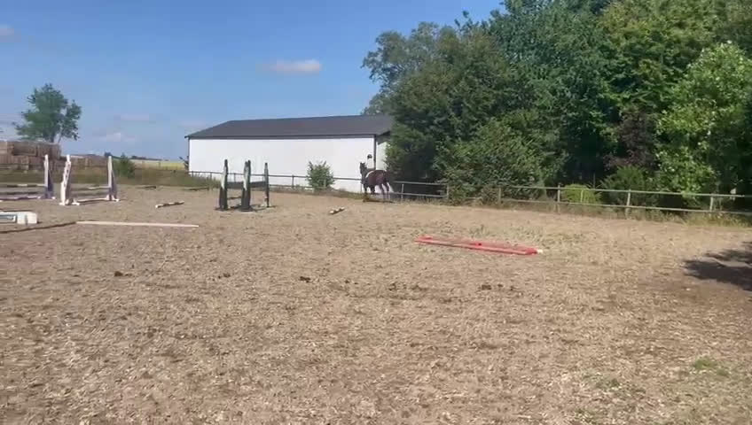 Allround hästar till salu: Elegant 5-årig valack efter Freestyle - Video 1