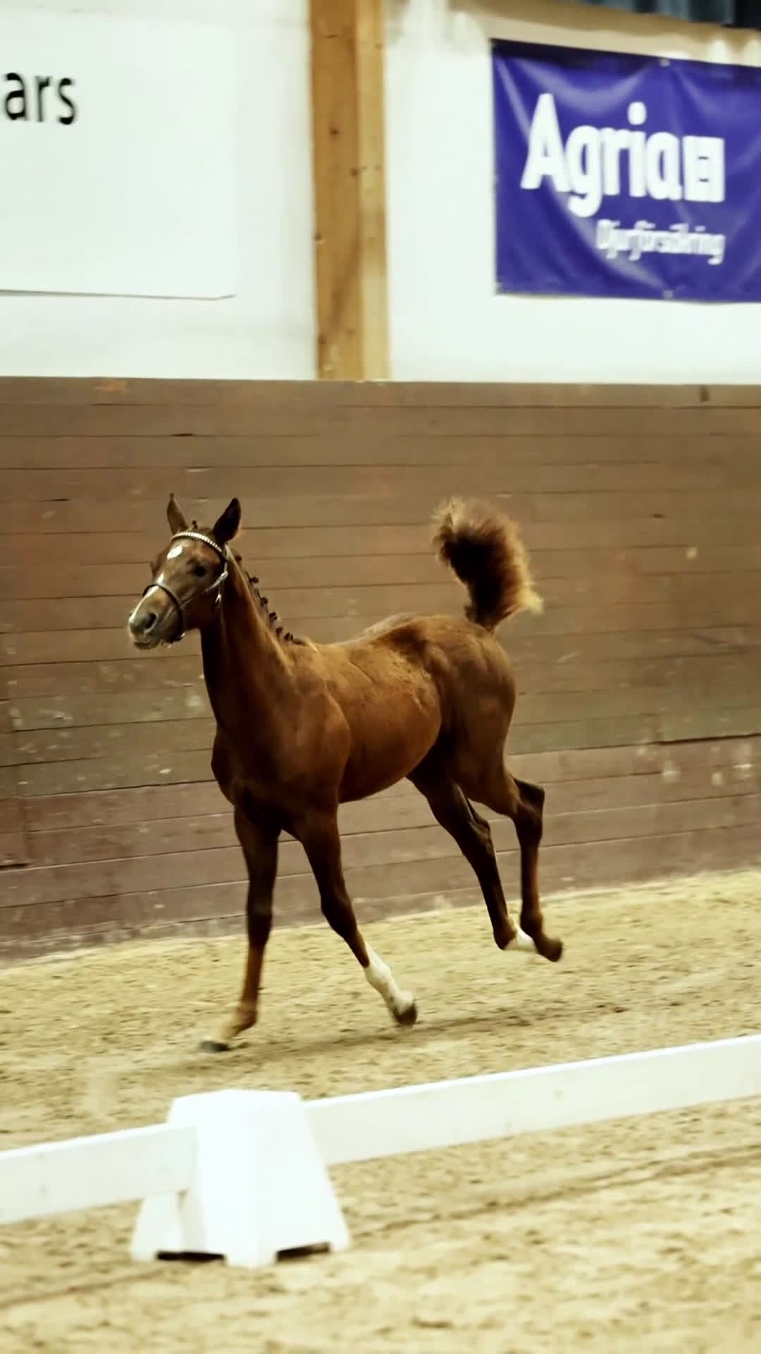 Dressyr hästar till salu: Vackert stoföl efter Serious i Runhällen - Video 1