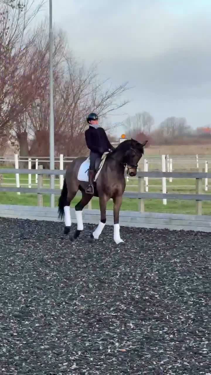 Dressyr hästar till salu: Genomsnäll Msv A häst med fantastiska gångarter! i Höllviken - Video 2