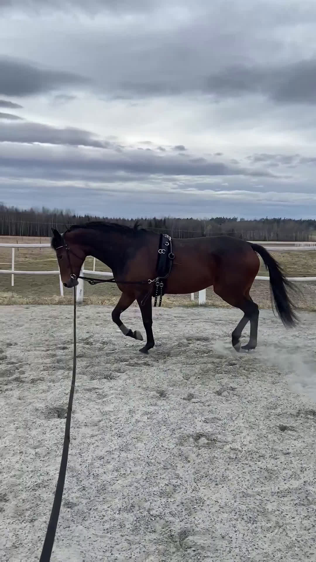 Övrigt hästar till salu: Ridtravare söker nytt hem i Kil - Video 1