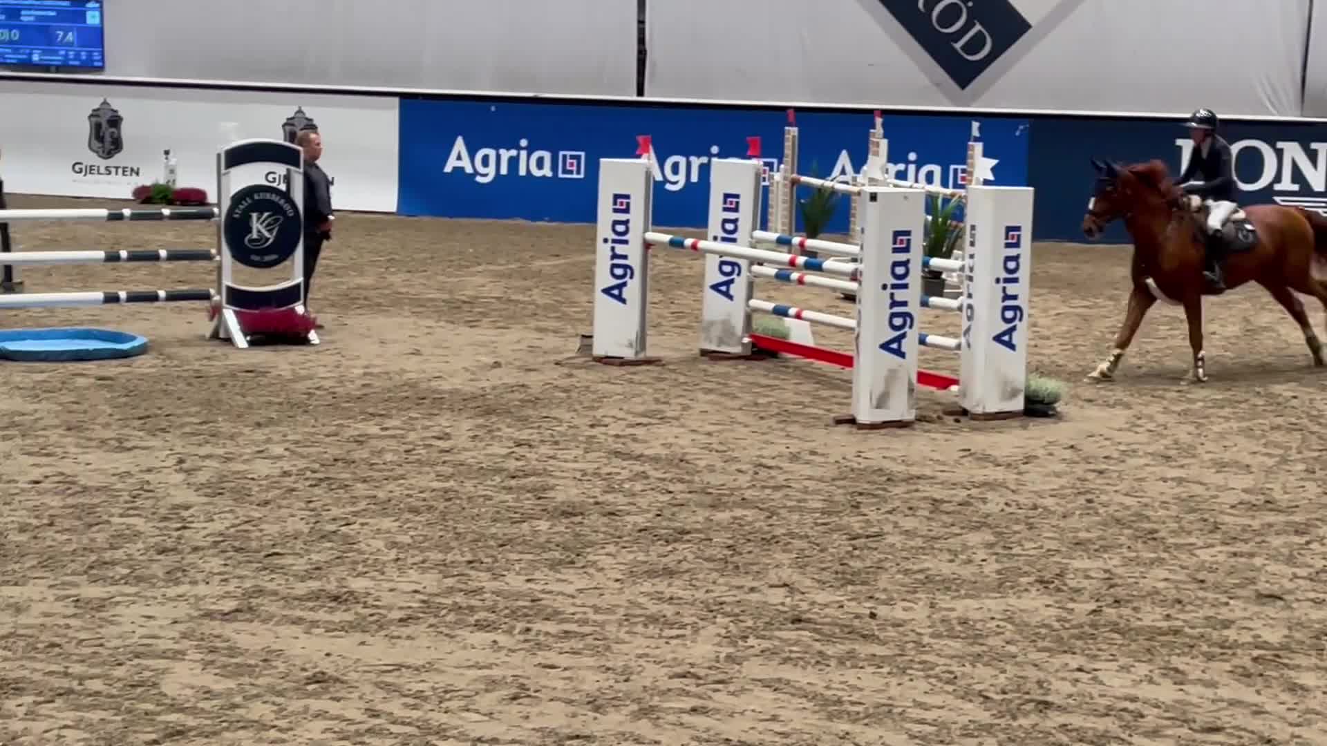 Hoppning hästar till salu: Hopphäst med mycket kapasitet - Video 2